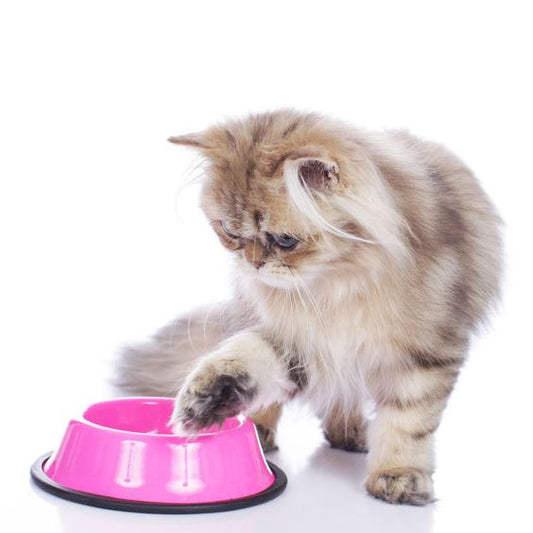 Understanding Cat Nutrition: Feeding Your Feline Friend